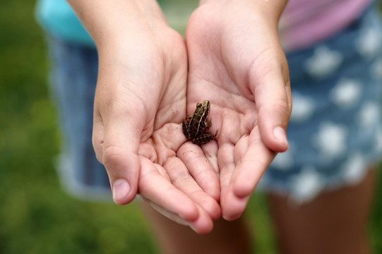 Frosch sitzt in Händen.