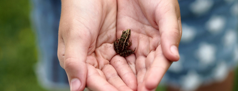Frosch in Hand Frosch sitzt in Händen.