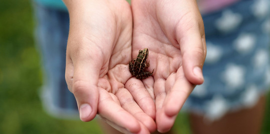 Frosch sitzt in Händen.